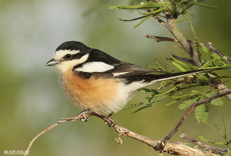    Masked Shrike  Lanius nubicus ,Neot Smadar, 28-04-12. lior kislev  